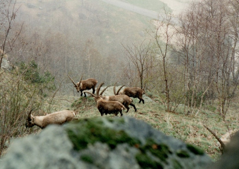 Alta valle di Lanzo – Forno Alpi Graie – Dario Bilotti